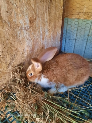 Vând iepuri frumoși și sănătoși 