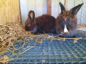 Vând iepuri frumoși și sănătoși  - imagine 2