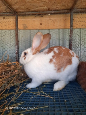 Vând iepuri frumoși și sănătoși  - imagine 5