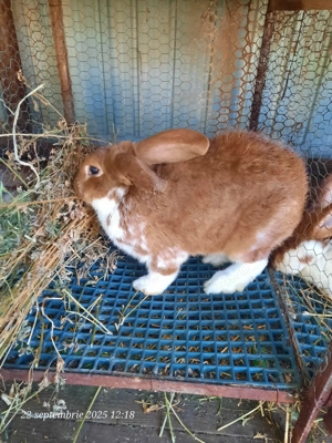 Vând iepuri frumoși și sănătoși  - imagine 3