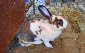 Vând iepuri frumoși și sănătoși  - imagine 4