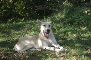 ciobanesc german    ciobanesc de bucovina mix   galben - imagine 2