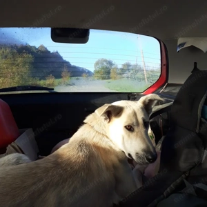 ciobanesc german    ciobanesc de bucovina mix   galben - imagine 3