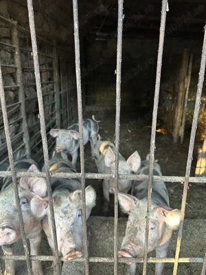 Vând purcei 15-20 kg   600 lei negociabil   Adunații Copăceni