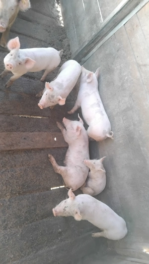 Vand purcei în localitatea Badon  - imagine 6