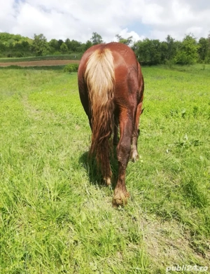 Mânz de vanzare  - imagine 2