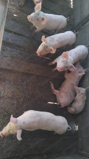 Vand purcei în localitatea Badon  - imagine 3