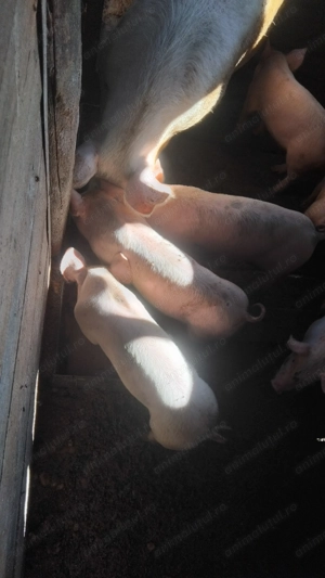 Vand purcei în localitatea Badon  - imagine 4