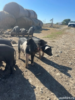 Vând purceii bazna - imagine 2