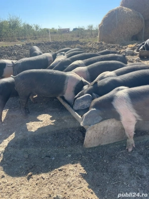 Vând purceii bazna - imagine 3