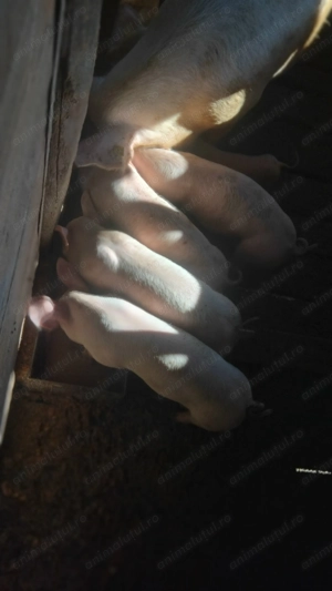 Vand purcei în localitatea Badon  - imagine 8