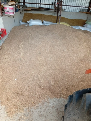 Grau de vânzare producție 2025 ,1 leu kg , orz de vânzare producție 2025