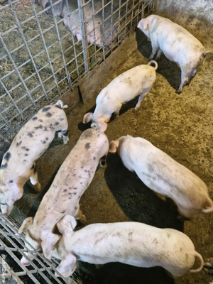 Soldei de vanzare - imagine 4