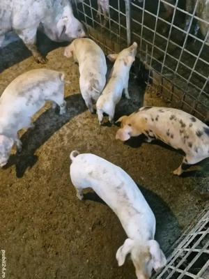 Soldei de vanzare - imagine 2