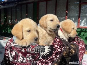 Labrador retriever rasa pura - imagine 4