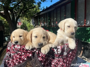 Labrador retriever rasa pura - imagine 2