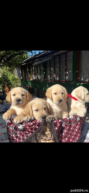 Labrador retriever rasa pura - imagine 3