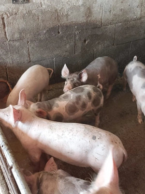 Șoldani rasa petran cu landras - imagine 2