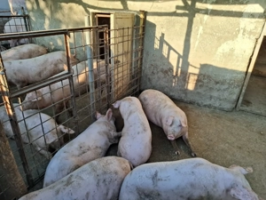 Porci de vanzare,calitate superioara! - imagine 2