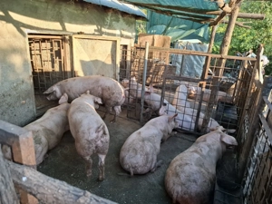 Porci de vanzare,calitate superioara! - imagine 3