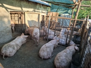 Porci de vanzare,calitate superioara! - imagine 4