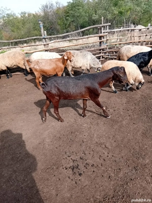 vând doi țapi  - imagine 2