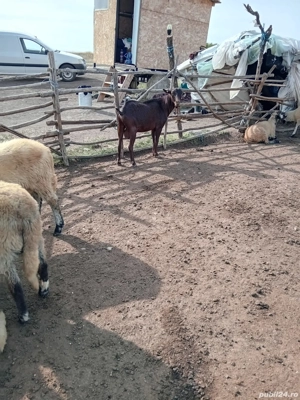 vând doi țapi  - imagine 4