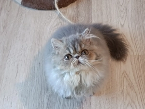Pisici persane - imagine 5
