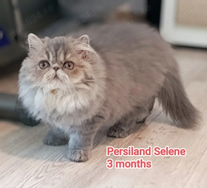 Pisici persane - imagine 2