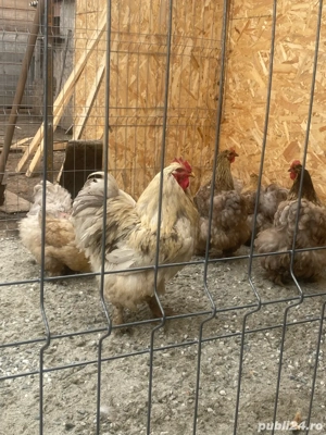 cochinchina urias - imagine 2