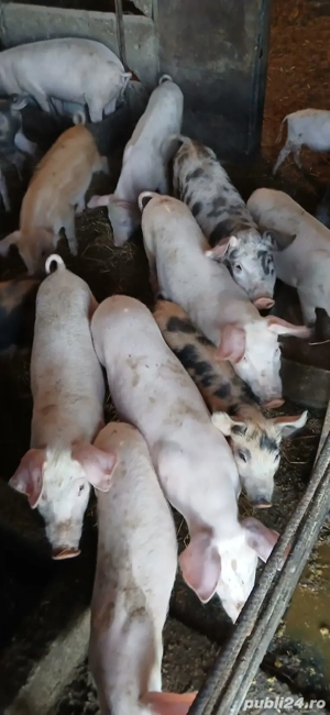 purcei de vânzare in comuna pristol județul  Mehedinți 