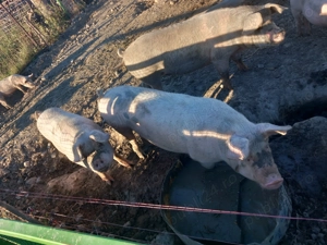 Vând porcii la 140 de kg - imagine 2