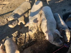 Vând porcii la 140 de kg - imagine 3