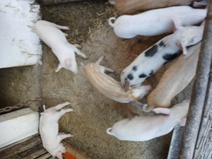 Vând purcei  - imagine 3 Vând purcei  - imagine 3