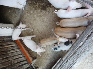 Vând purcei  - imagine 2 Vând purcei  - imagine 2