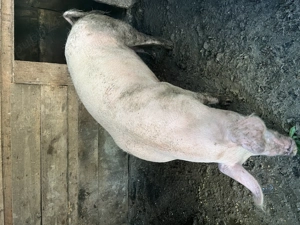 Scroafă de vânzare 