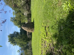 Teren de vânzare Buhalnita - imagine 4