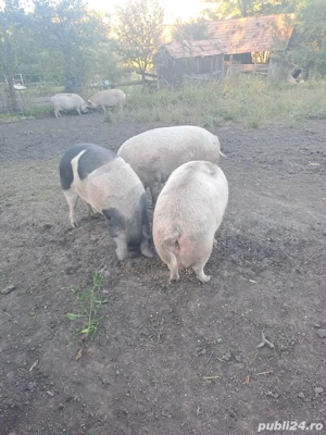 Vand porci, soldani bazna - imagine 2