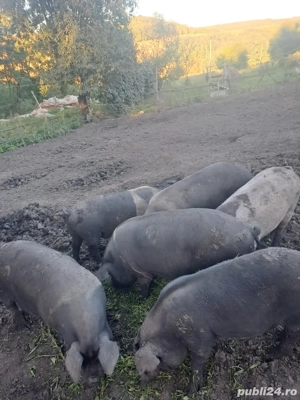 Vand porci, soldani bazna