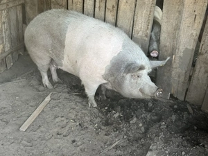 Vând scroafă sacrificare . - imagine 2