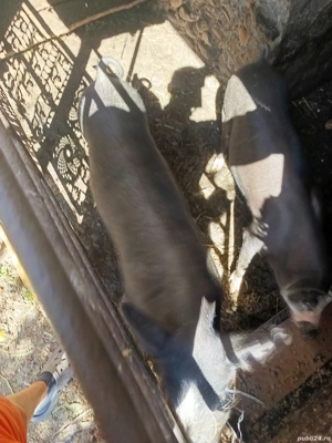 Grasuni de vanzare - imagine 5