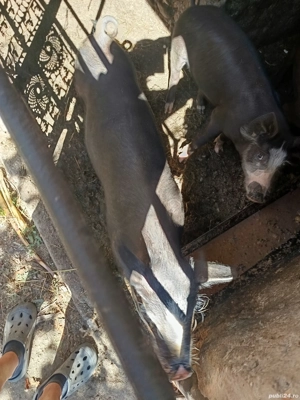 Grasuni de vanzare - imagine 3