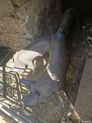 Grasuni de vanzare - imagine 2