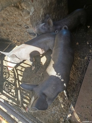 Grasuni de vanzare - imagine 4