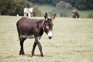 lapte de magarita 60 lei  