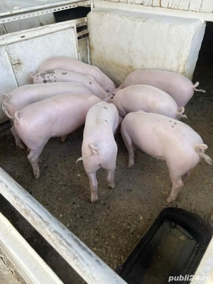 Purcei de vanzare  - imagine 4 Purcei de vanzare  - imagine 4