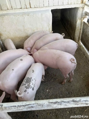 Purcei de vanzare  - imagine 2 Purcei de vanzare  - imagine 2
