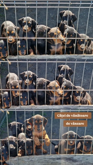 Vand catei de vanatoare  - imagine 2