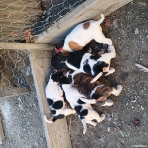 catei jack russel terier