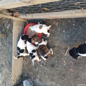 catei jack russel terier - imagine 2